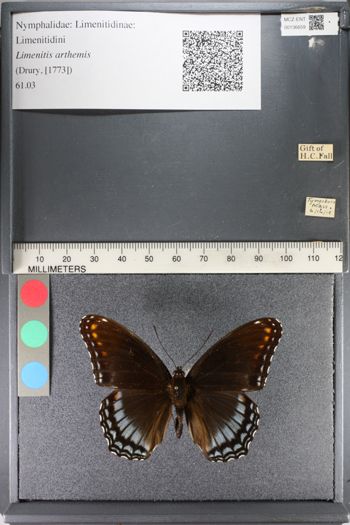 Media type: image;   Entomology 136659